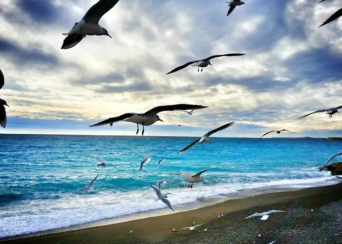 Le Petit Nid Sous Le Toit